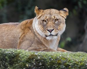 Preview wallpaper lioness, predator, big cat, wild animal, wildlife