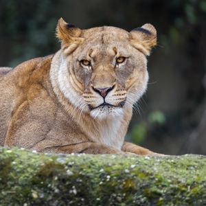 Preview wallpaper lioness, predator, big cat, wild animal, wildlife