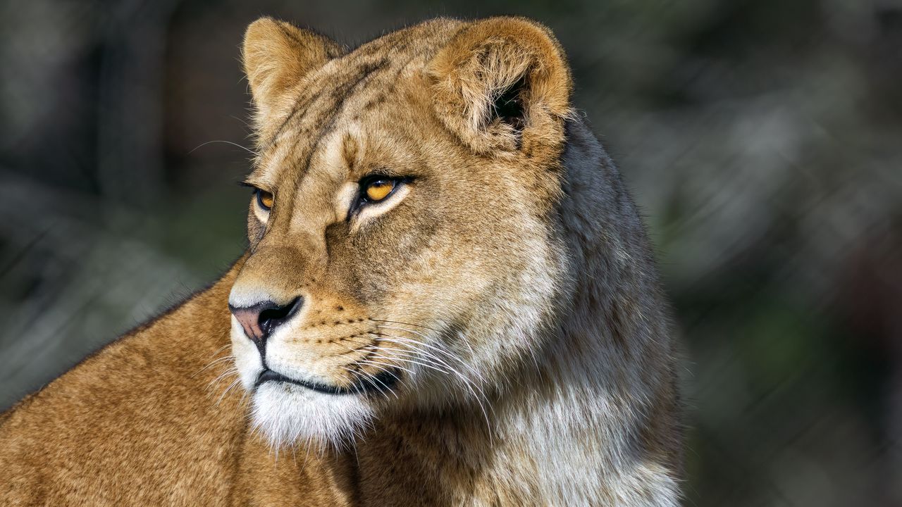 Wallpaper lioness, predator, big cat, wild, animal