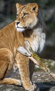 Preview wallpaper lioness, predator, big cat, wild, animal