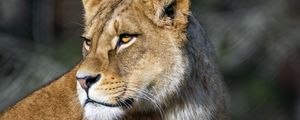 Preview wallpaper lioness, predator, big cat, wild, animal