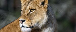 Preview wallpaper lioness, predator, big cat, wild, animal