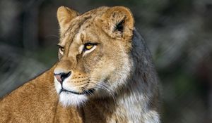Preview wallpaper lioness, predator, big cat, wild, animal