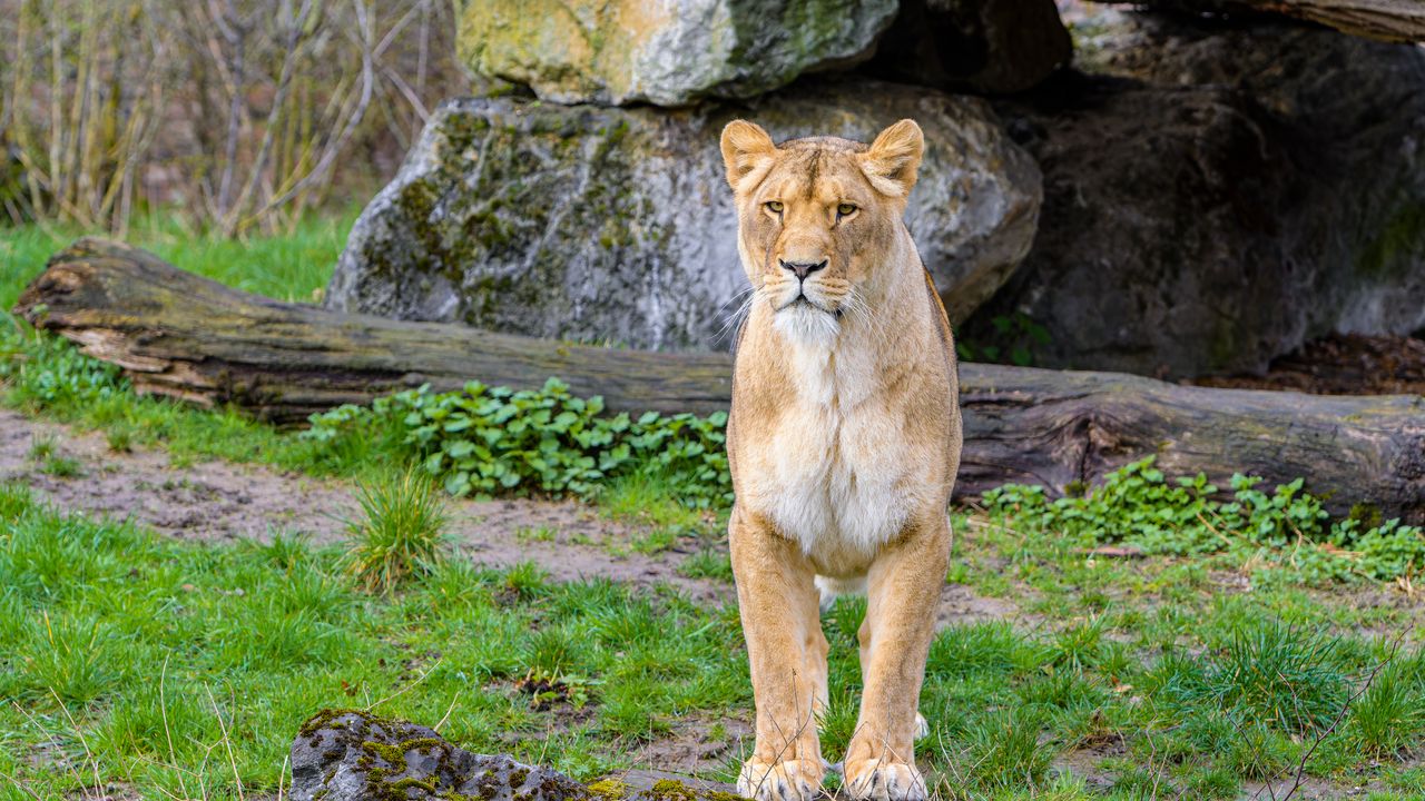 Wallpaper lioness, predator, big cat, stones