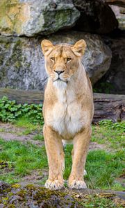 Preview wallpaper lioness, predator, big cat, stones