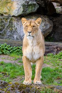 Preview wallpaper lioness, predator, big cat, stones