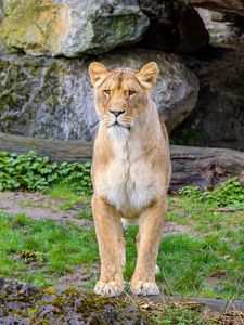 Preview wallpaper lioness, predator, big cat, stones