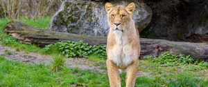 Preview wallpaper lioness, predator, big cat, stones