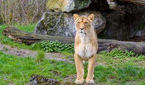 Preview wallpaper lioness, predator, big cat, stones