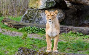 Preview wallpaper lioness, predator, big cat, stones