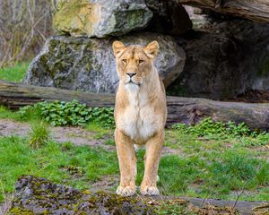 Preview wallpaper lioness, predator, big cat, stones
