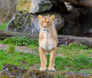 Preview wallpaper lioness, predator, big cat, stones