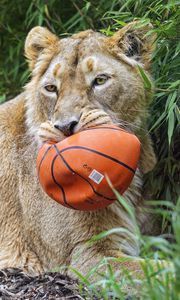 Preview wallpaper lioness, predator, big cat, animal, ball