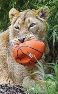 Preview wallpaper lioness, predator, big cat, animal, ball