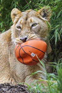 Preview wallpaper lioness, predator, big cat, animal, ball