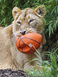 Preview wallpaper lioness, predator, big cat, animal, ball