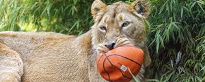 Preview wallpaper lioness, predator, big cat, animal, ball