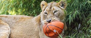 Preview wallpaper lioness, predator, big cat, animal, ball