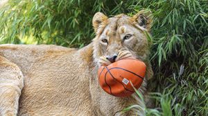 Preview wallpaper lioness, predator, big cat, animal, ball