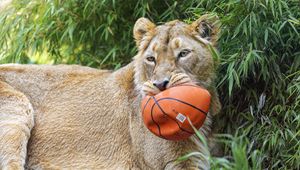 Preview wallpaper lioness, predator, big cat, animal, ball