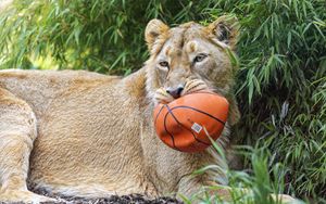 Preview wallpaper lioness, predator, big cat, animal, ball