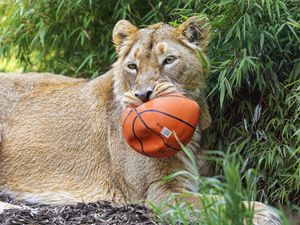 Preview wallpaper lioness, predator, big cat, animal, ball