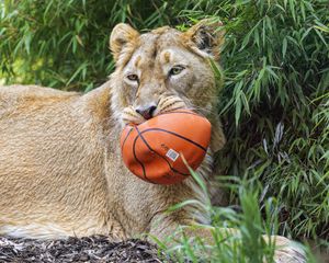 Preview wallpaper lioness, predator, big cat, animal, ball