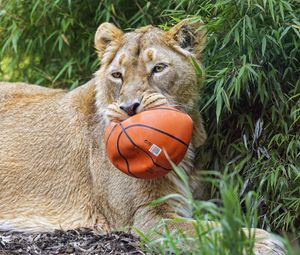 Preview wallpaper lioness, predator, big cat, animal, ball