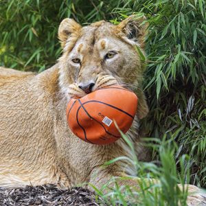 Preview wallpaper lioness, predator, big cat, animal, ball