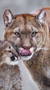 Preview wallpaper lioness, predator, cub, care