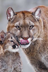 Preview wallpaper lioness, predator, cub, care