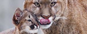 Preview wallpaper lioness, predator, cub, care