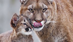 Preview wallpaper lioness, predator, cub, care