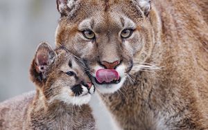 Preview wallpaper lioness, predator, cub, care