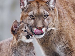 Preview wallpaper lioness, predator, cub, care