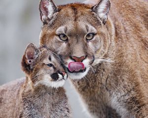 Preview wallpaper lioness, predator, cub, care