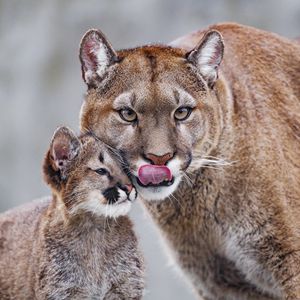 Preview wallpaper lioness, predator, cub, care