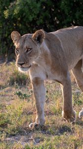 Preview wallpaper lioness, predator, face