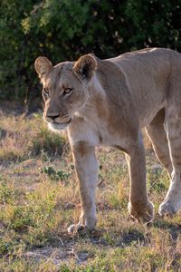 Preview wallpaper lioness, predator, face