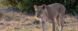 Preview wallpaper lioness, predator, face
