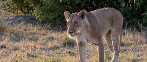 Preview wallpaper lioness, predator, face