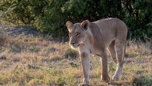 Preview wallpaper lioness, predator, face