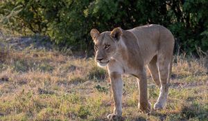 Preview wallpaper lioness, predator, face