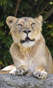 Preview wallpaper lioness, predator, funny, paws, stones, blur