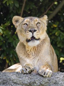 Preview wallpaper lioness, predator, funny, paws, stones, blur