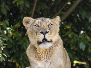 Preview wallpaper lioness, predator, funny, paws, stones, blur