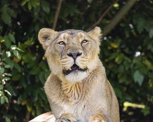 Preview wallpaper lioness, predator, funny, paws, stones, blur