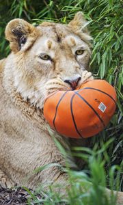 Preview wallpaper lioness, predator, funny, fluffy, ball, wild animal