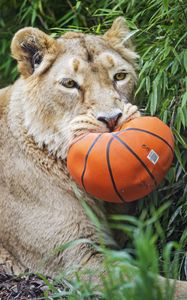 Preview wallpaper lioness, predator, funny, fluffy, ball, wild animal