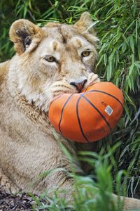 Preview wallpaper lioness, predator, funny, fluffy, ball, wild animal